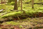 PICTURES/Sol Duc - Ancient Groves/t_Arendish Forest5.JPG